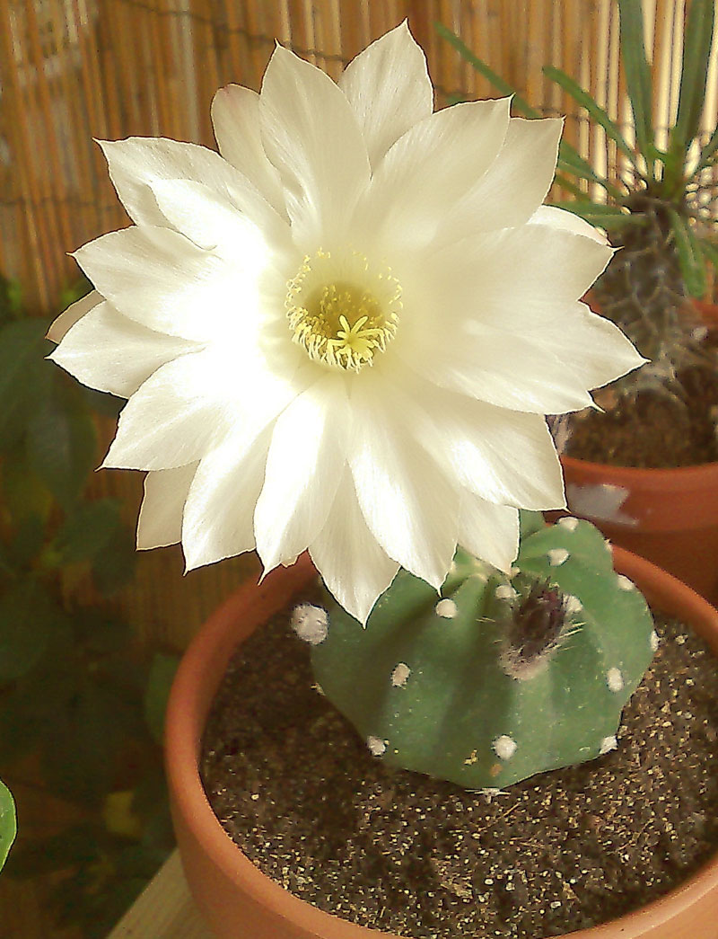 Echinopsis subdenudata